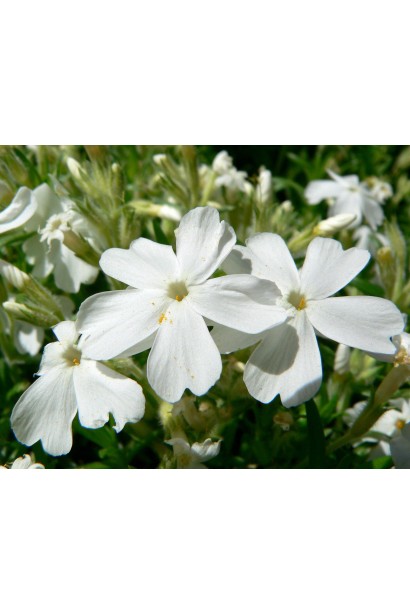 Phlox subulata ‘White Delight’